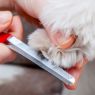 MZ200 BONI PET GROOMING SET